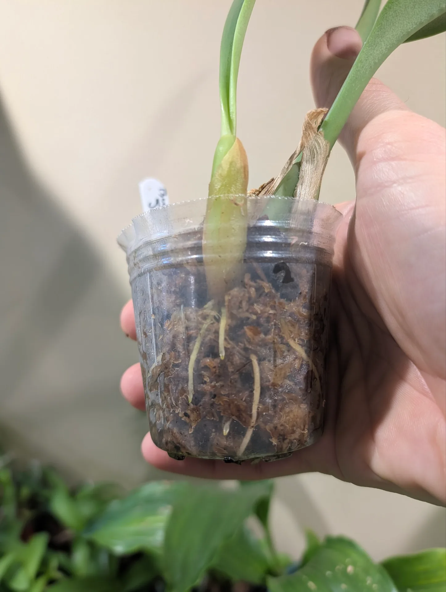 Bulbophyllum Jersey - Image 2