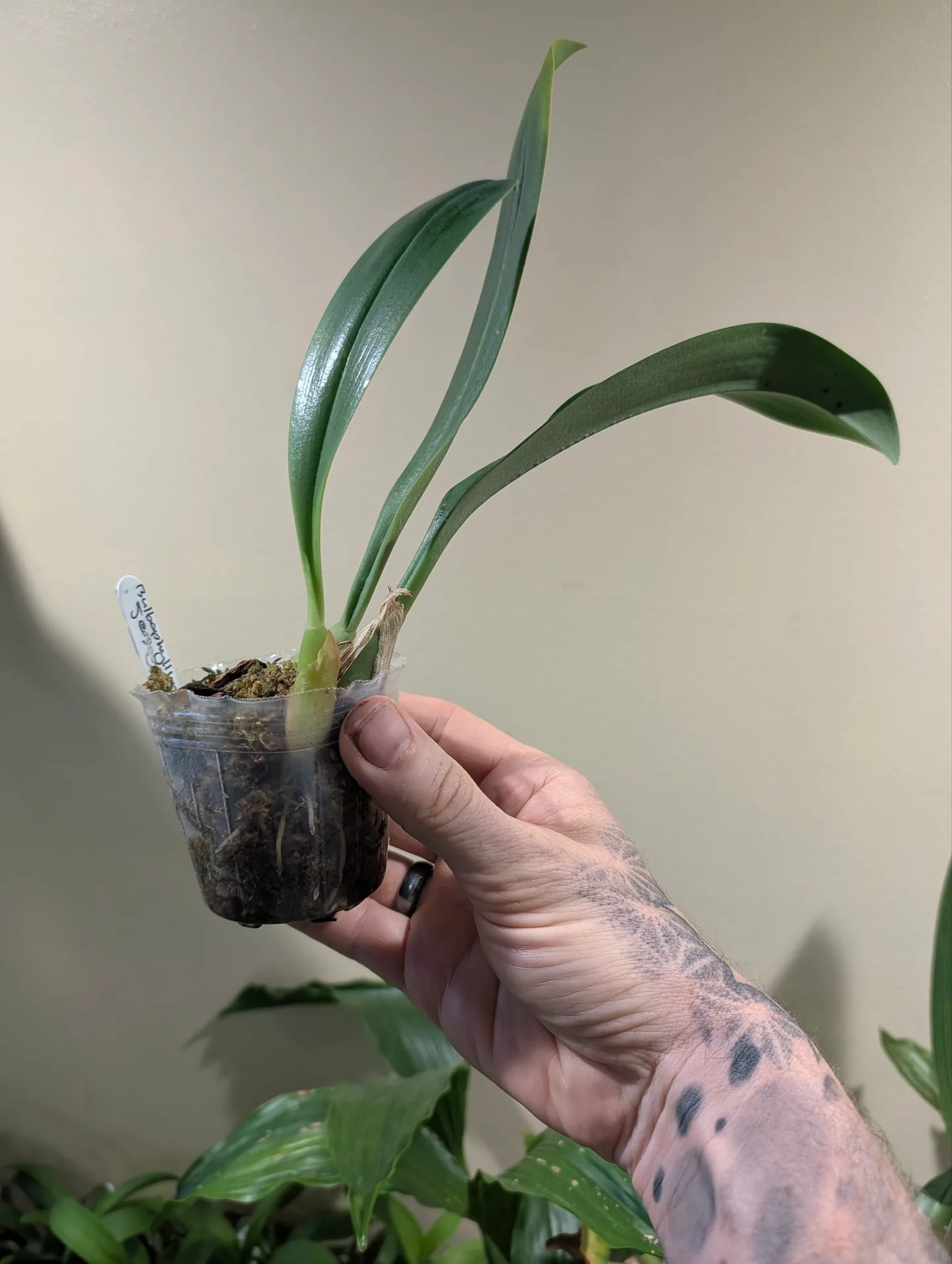 Bulbophyllum Jersey - Image 3
