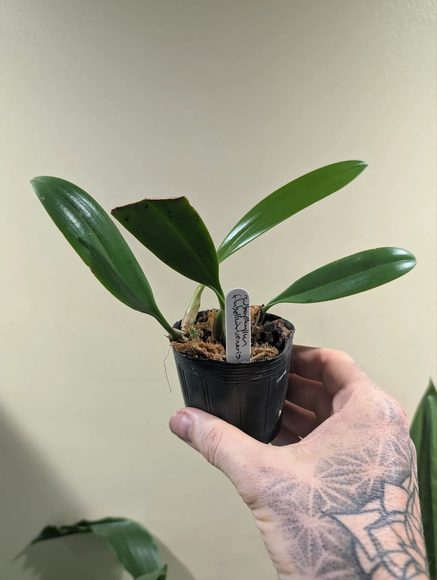 Bulbophyllum flabellum-veneris - Image 2