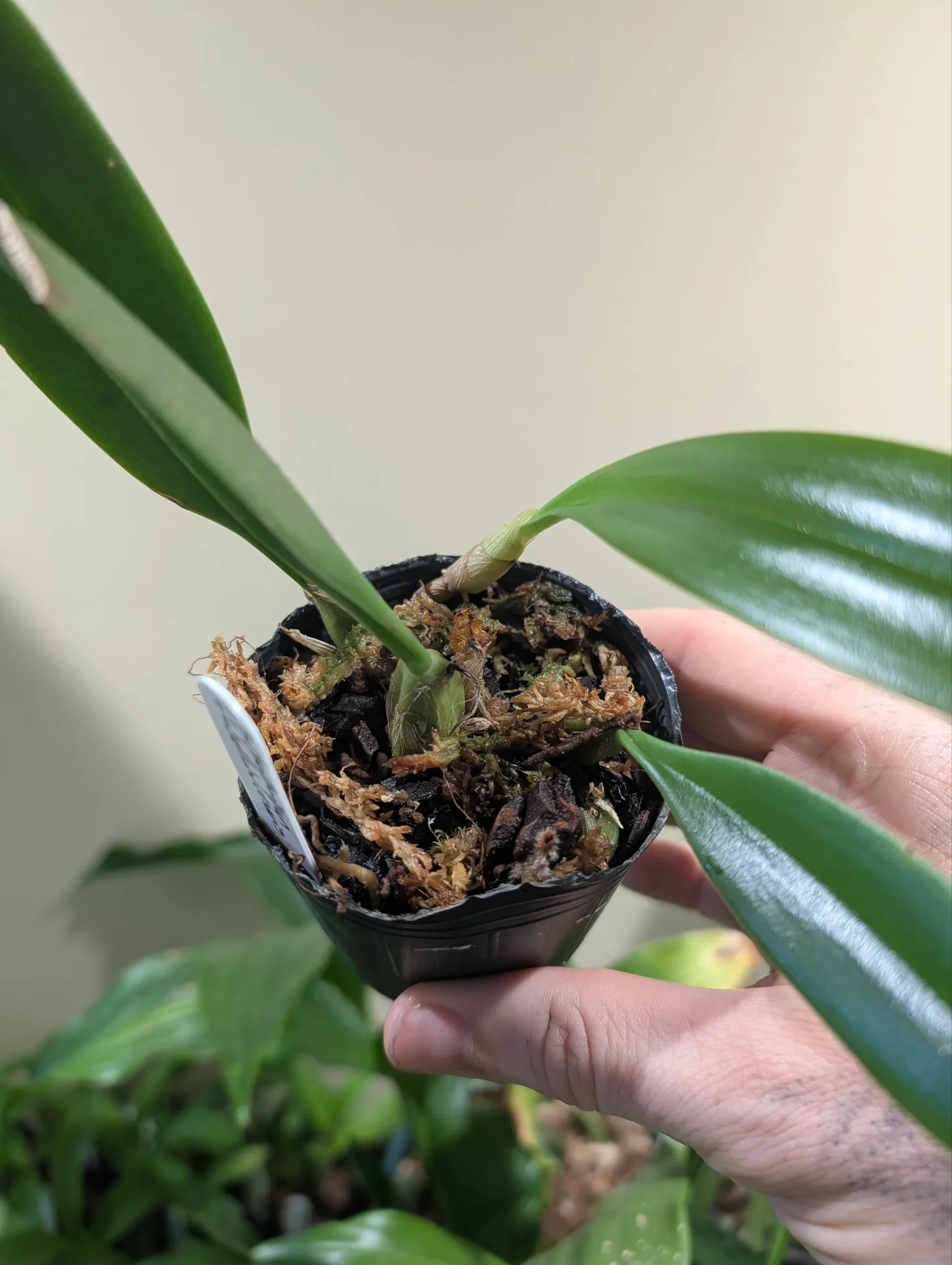 Bulbophyllum flabellum-veneris - Image 3