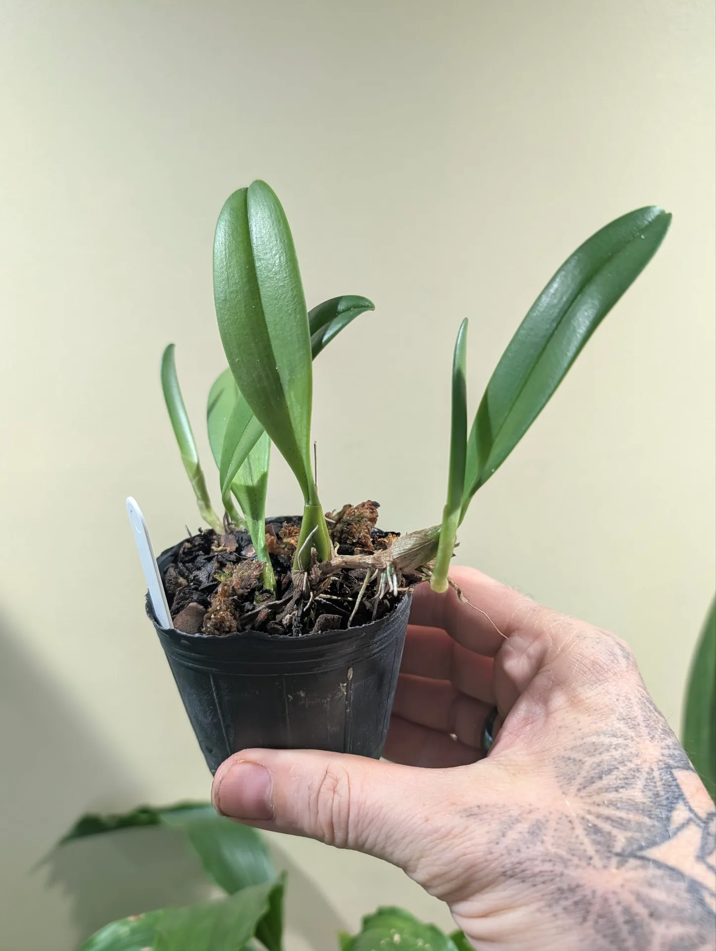 Bulbophyllum acuminatum - Image 2