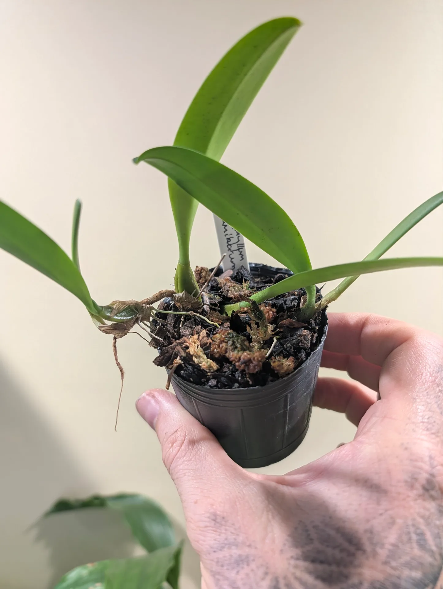 Bulbophyllum acuminatum - Image 3