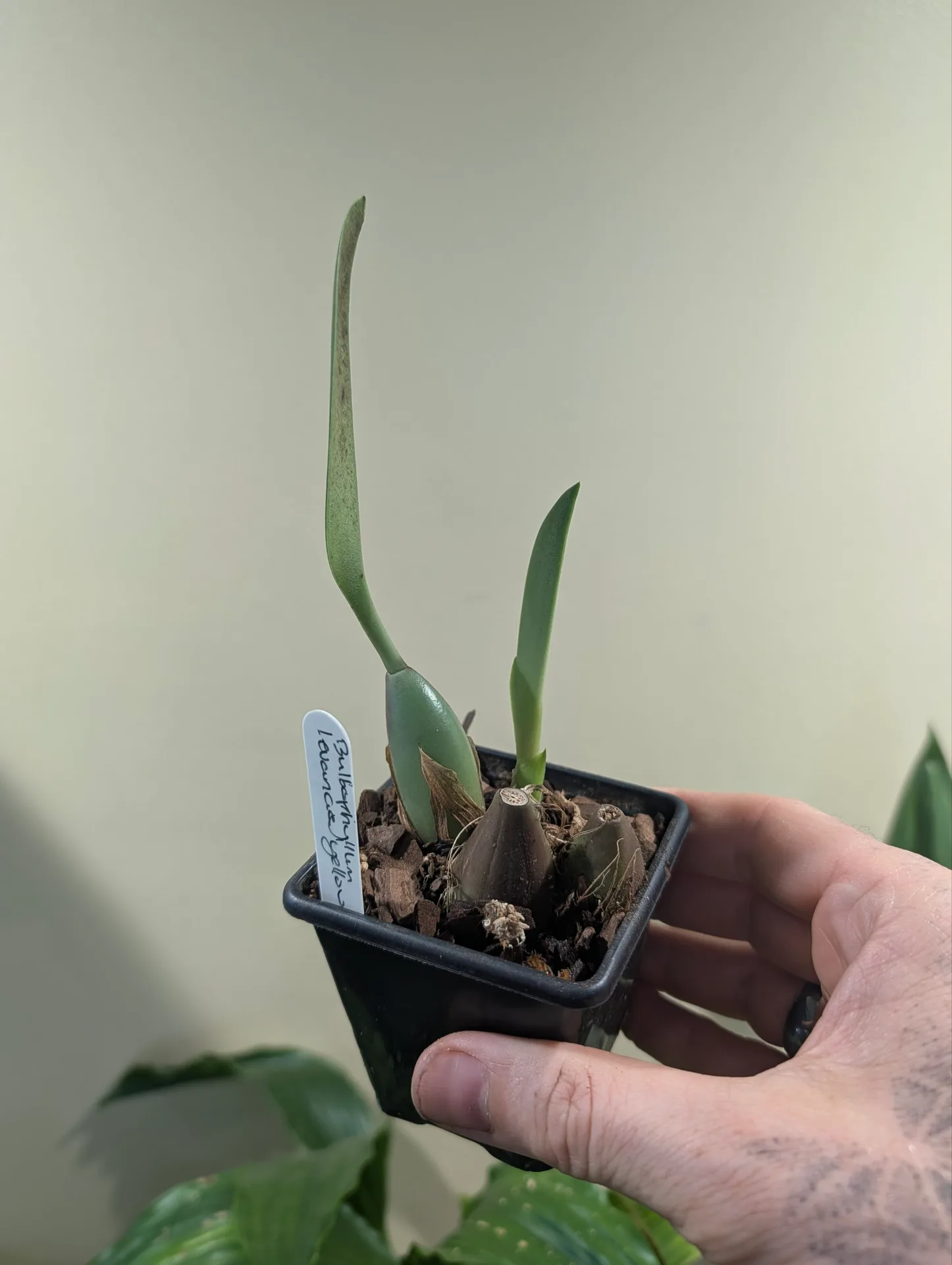 Bulbophyllum levanae 'Yellow' - Image 2