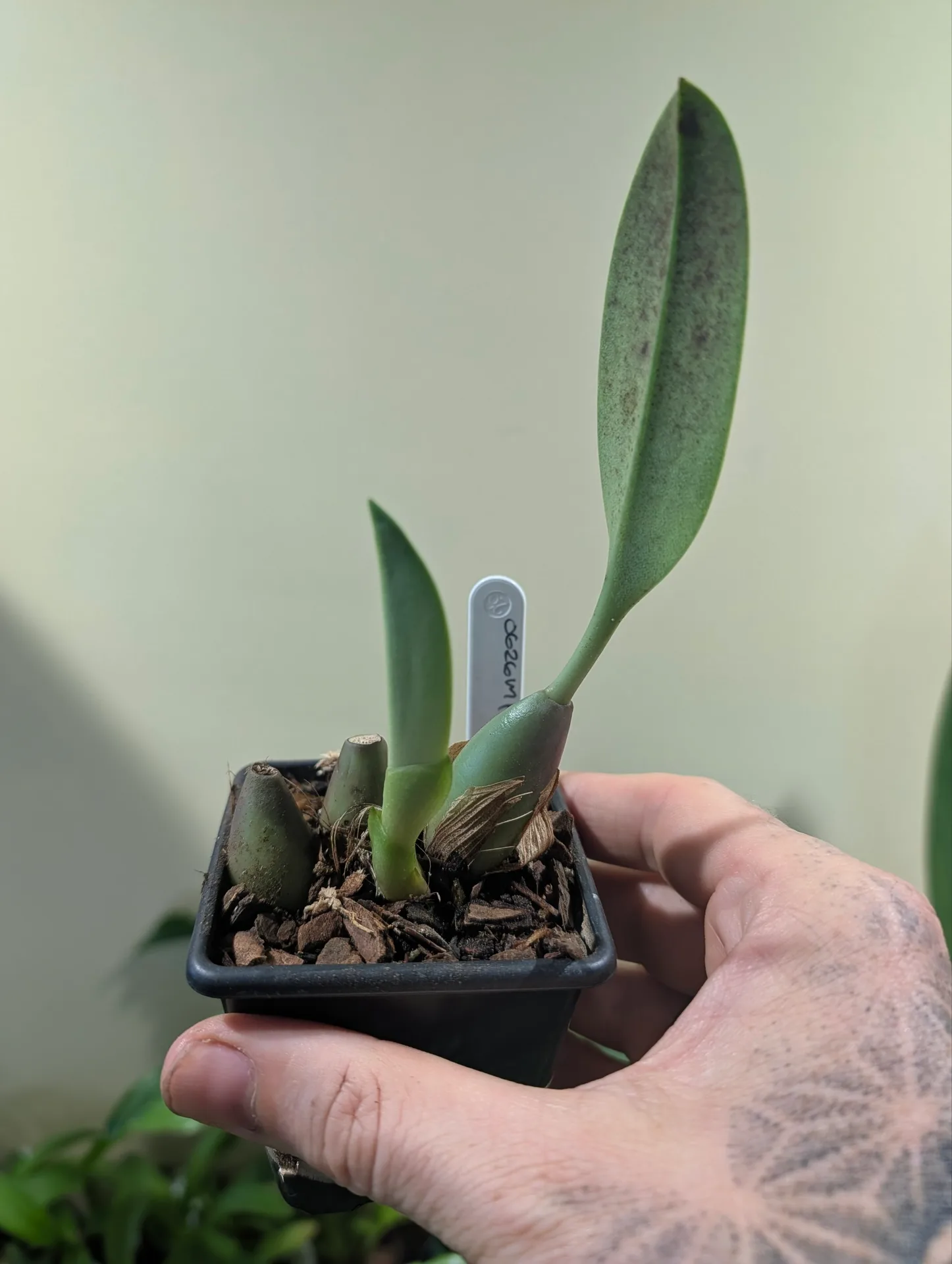Bulbophyllum levanae 'Yellow' - Image 3