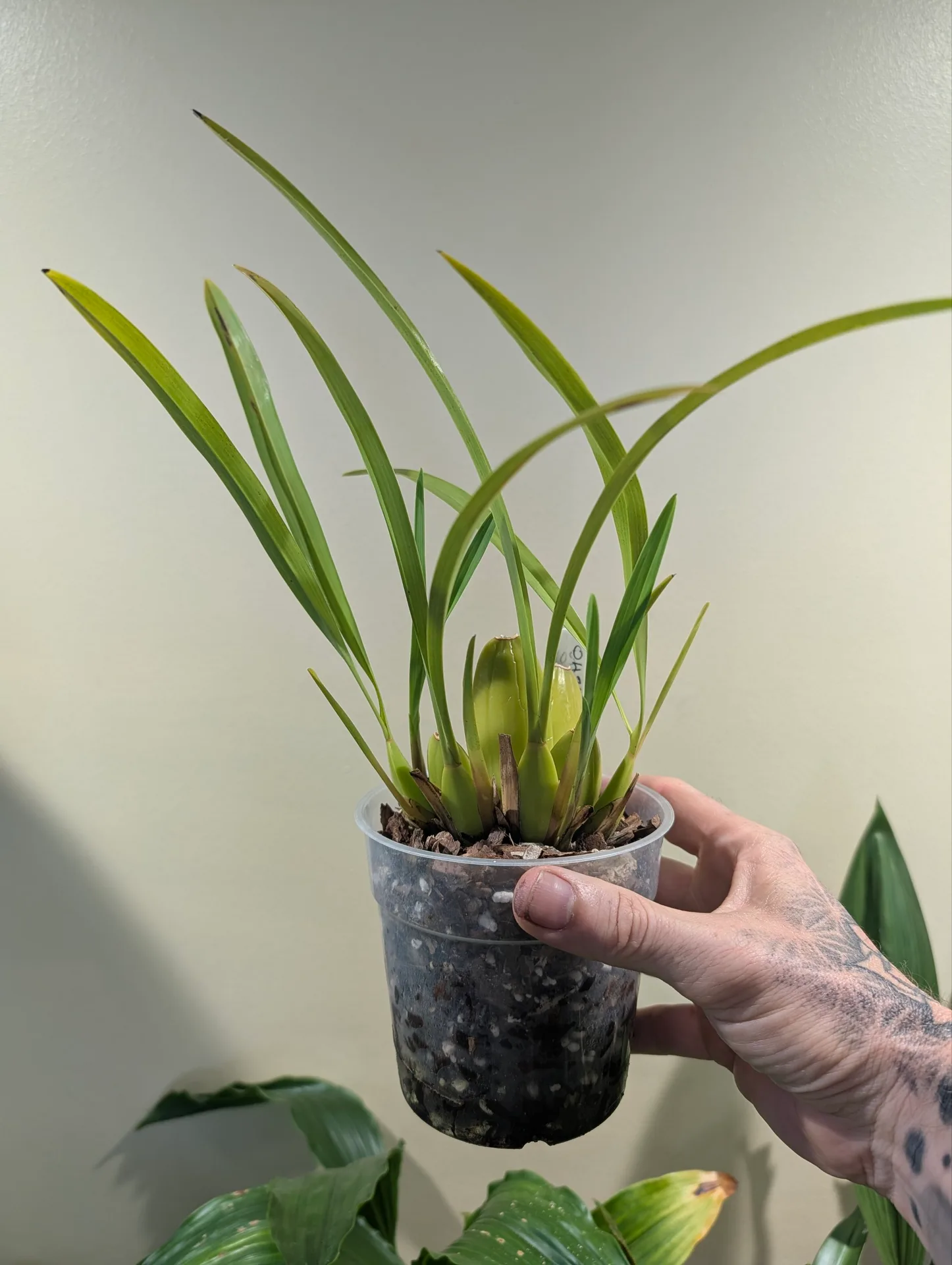 Cuitlauzina pulchella - Image 3