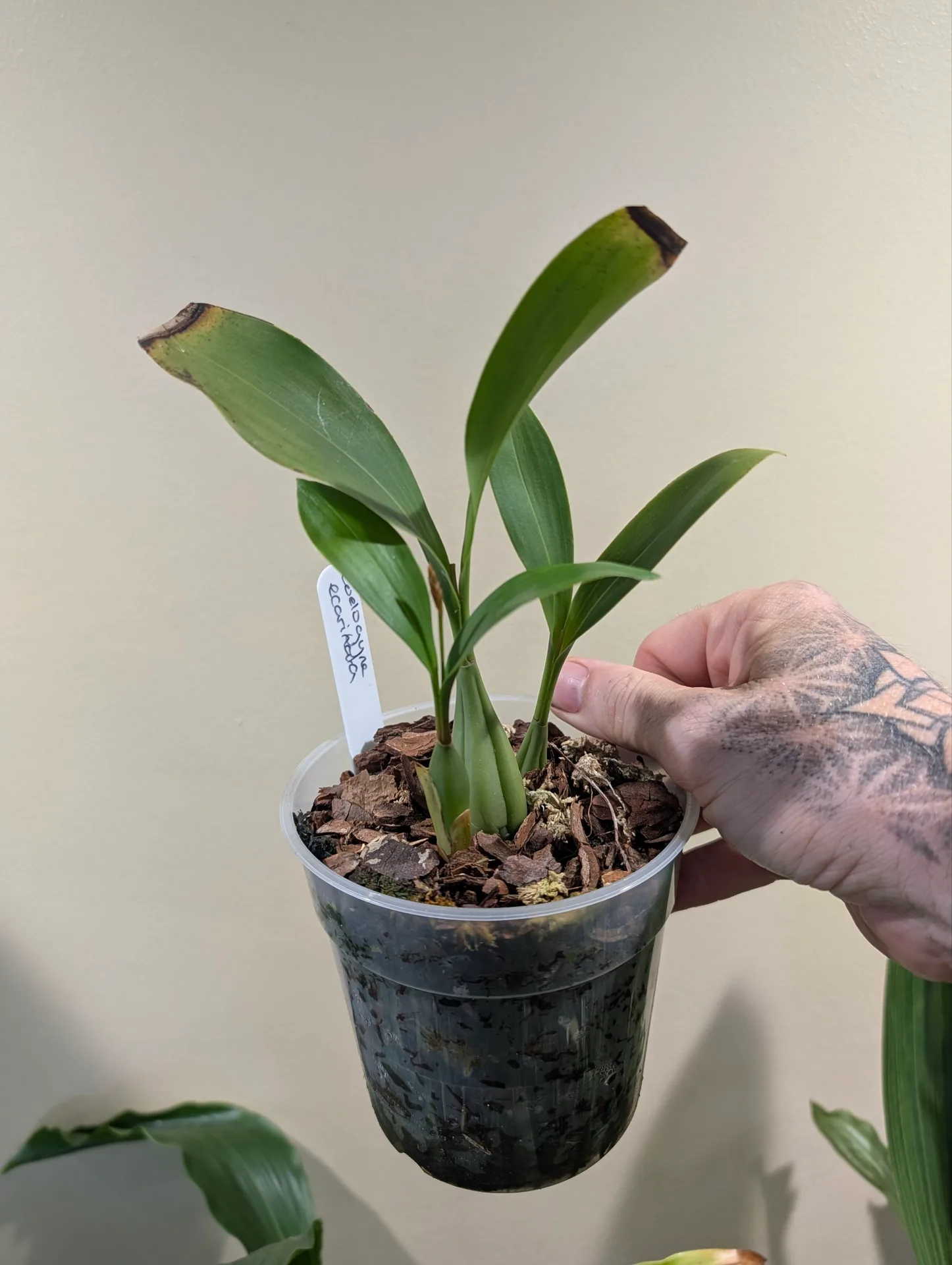 Coelogyne ecarinata - Image 3