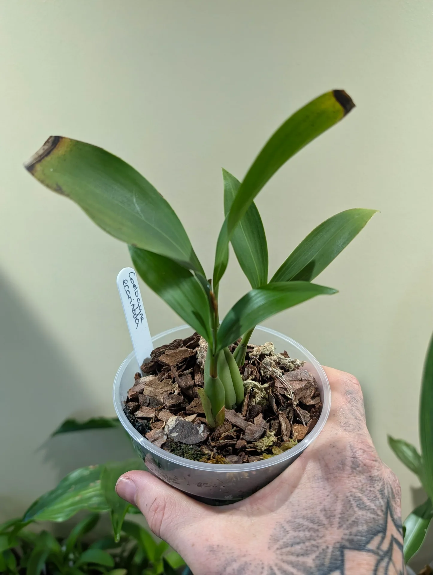 Coelogyne ecarinata - Image 4