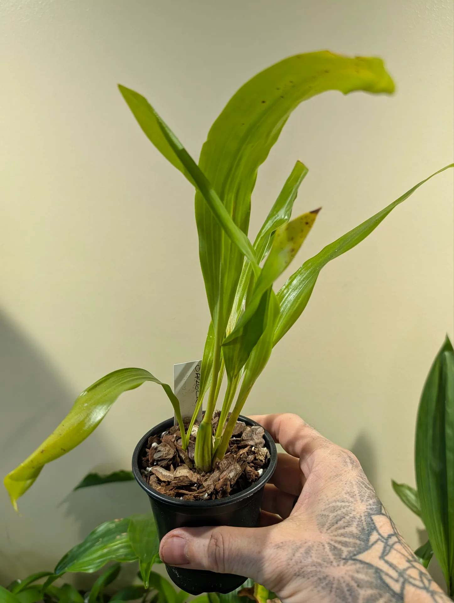 Coelogyne ochracea - Image 2