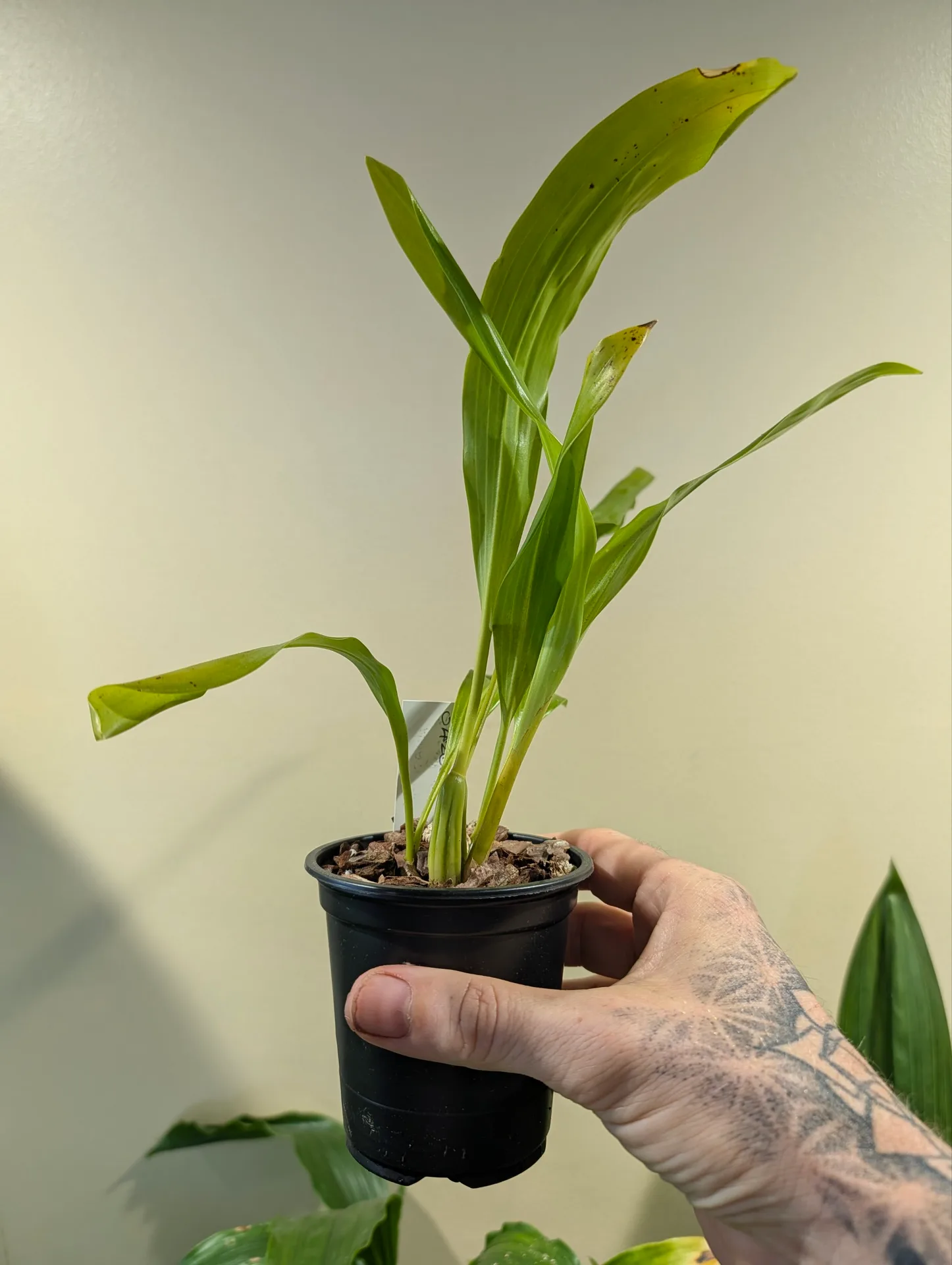 Coelogyne ochracea - Image 3