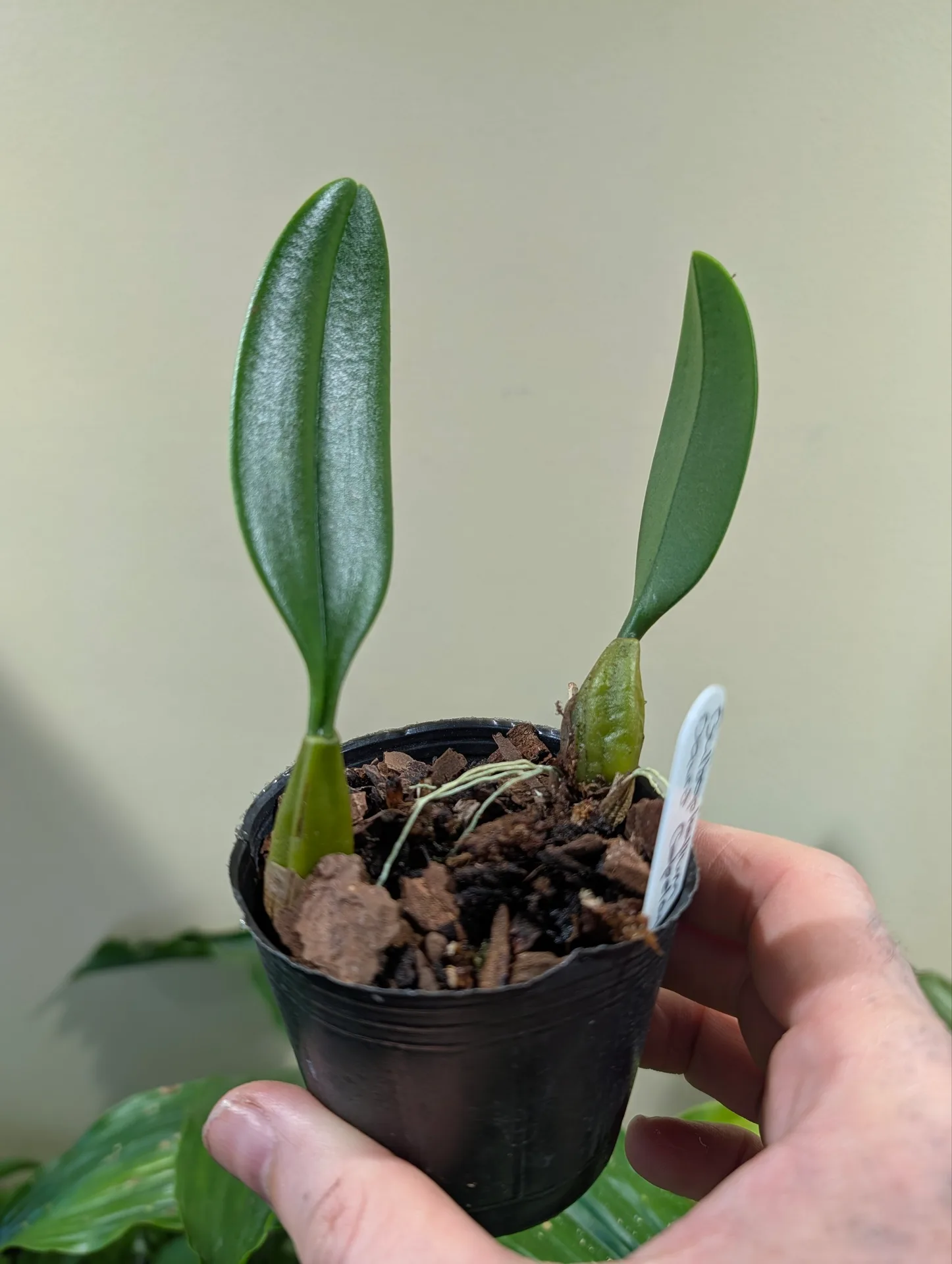 Bulbophyllum David Copeland - Image 2