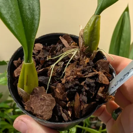 Bulbophyllum David Copeland