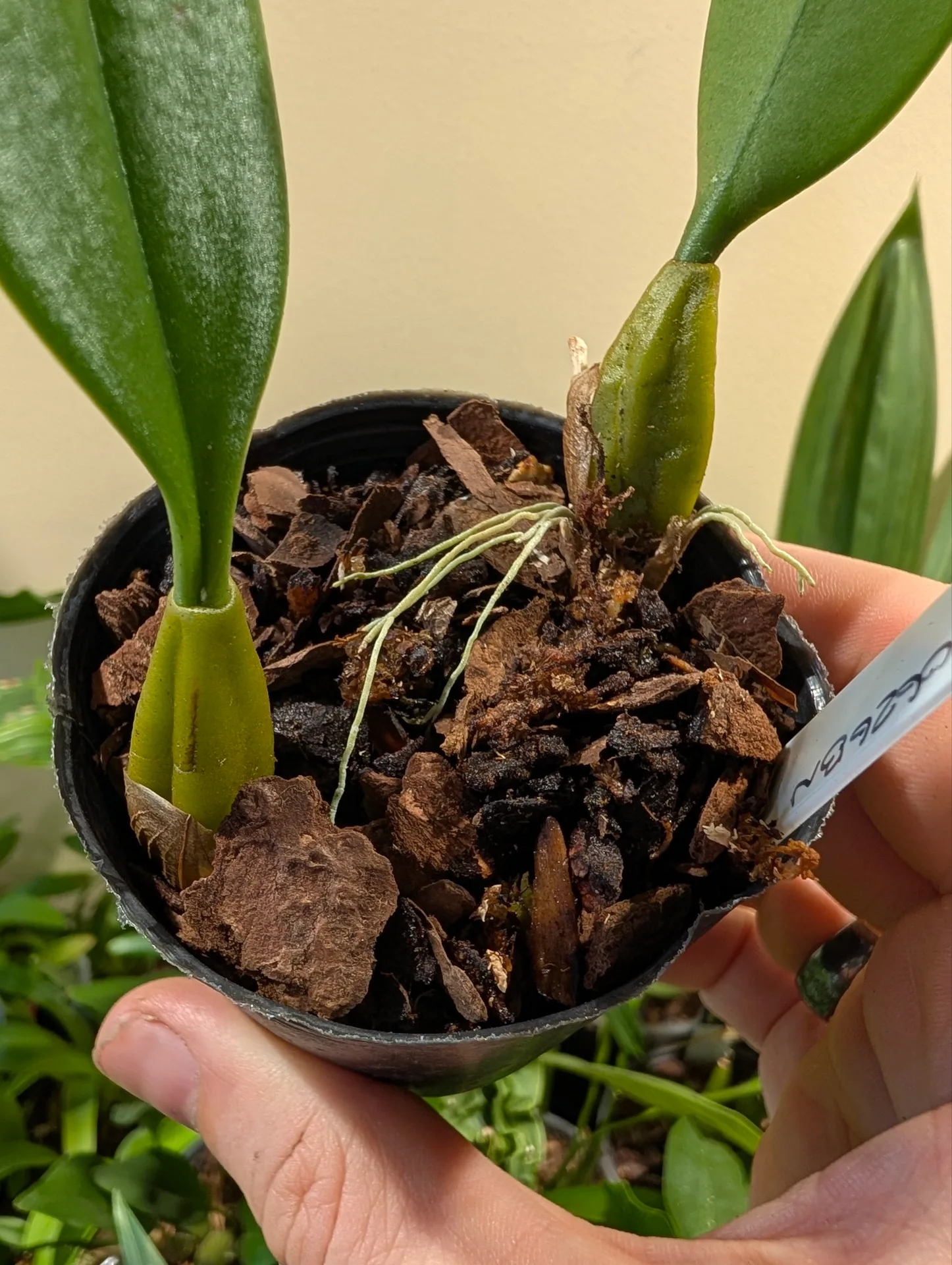 Bulbophyllum David Copeland