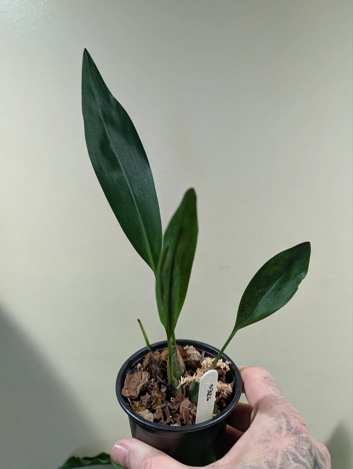 Dendrochilum propinquum - Image 2