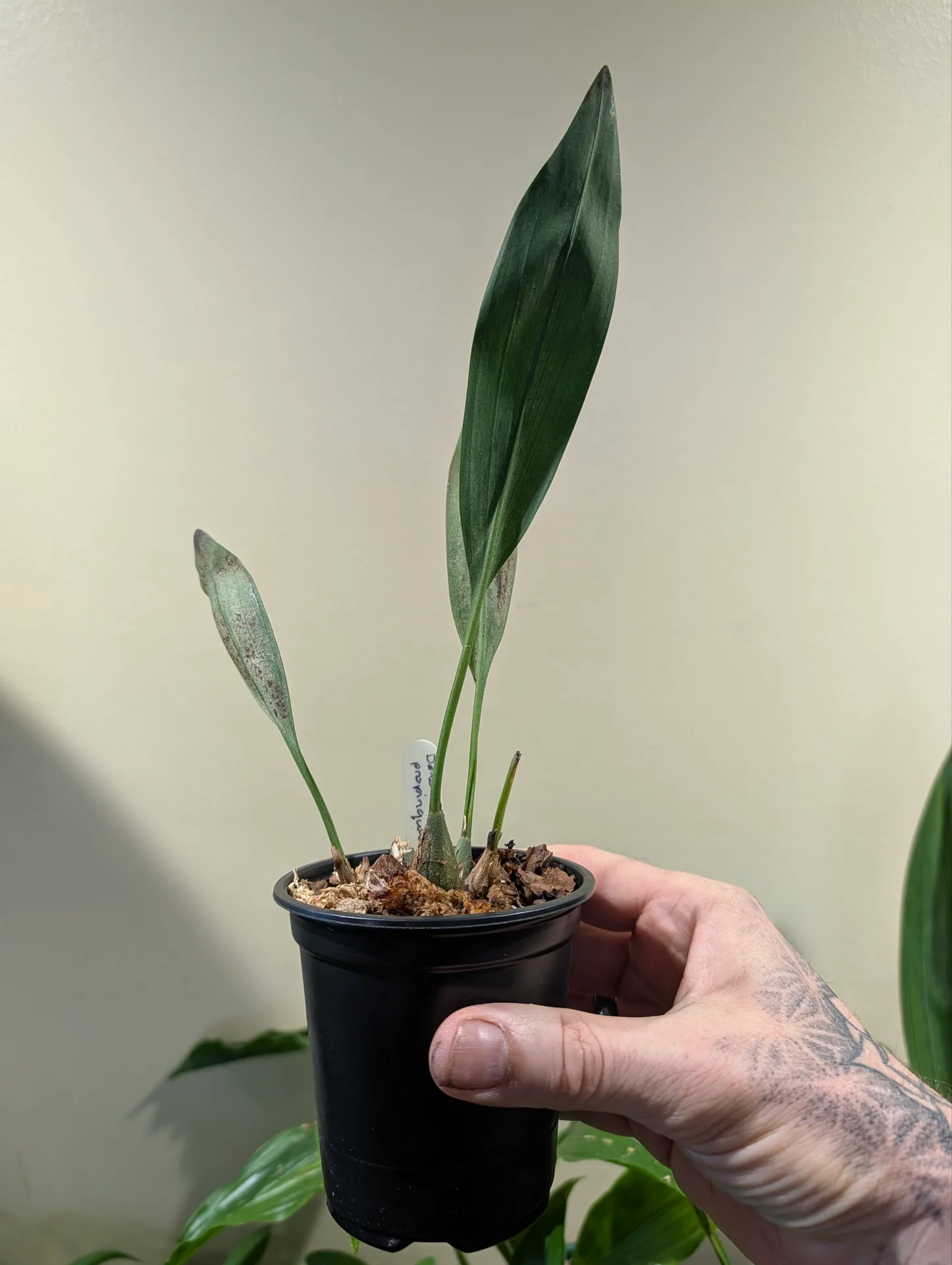 Dendrochilum propinquum - Image 3