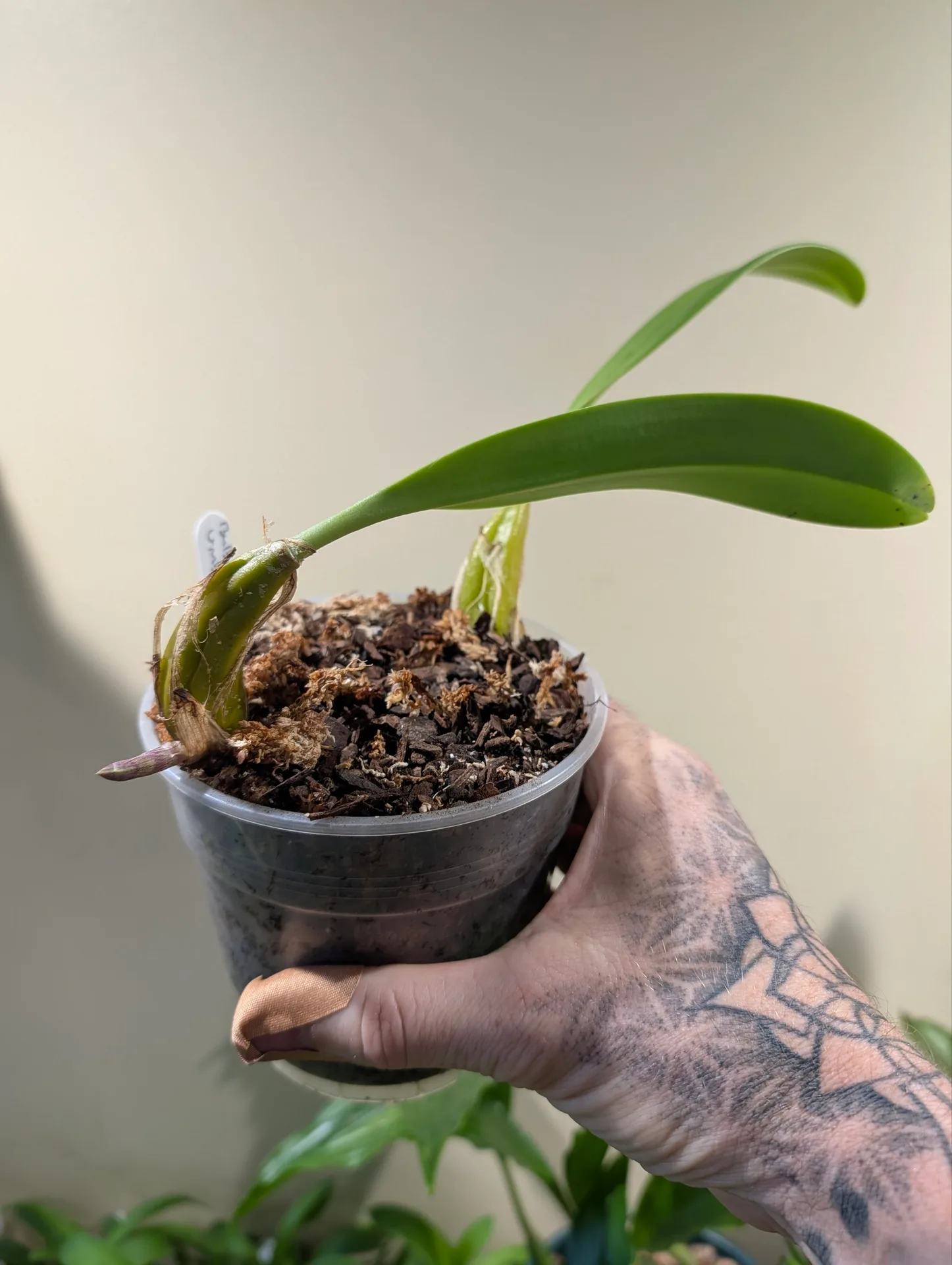 Bulbophyllum umbellatum - Image 3