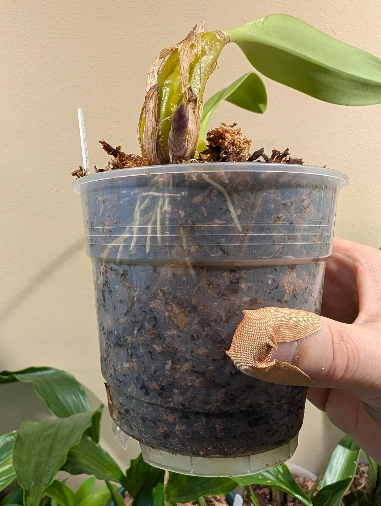 Bulbophyllum umbellatum - Image 2