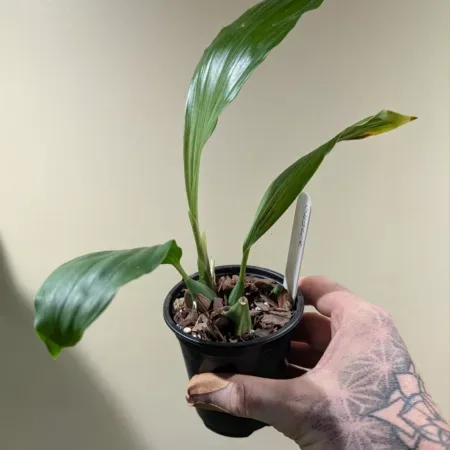 Coelogyne speciosa 'Pete Ashmole'