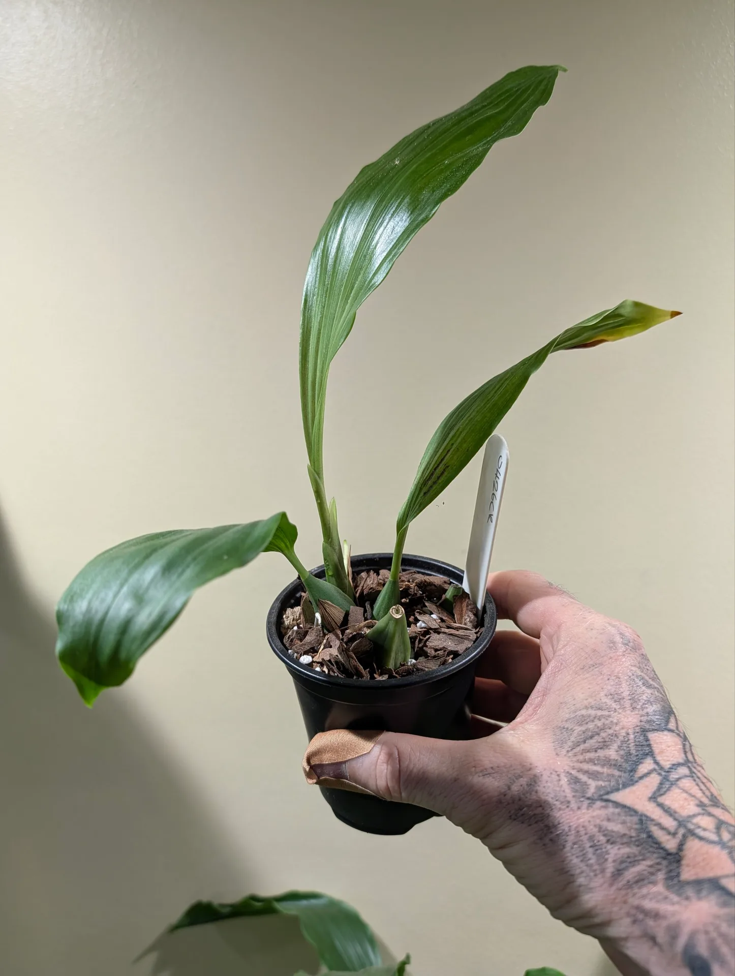 Coelogyne speciosa 'Pete Ashmole'