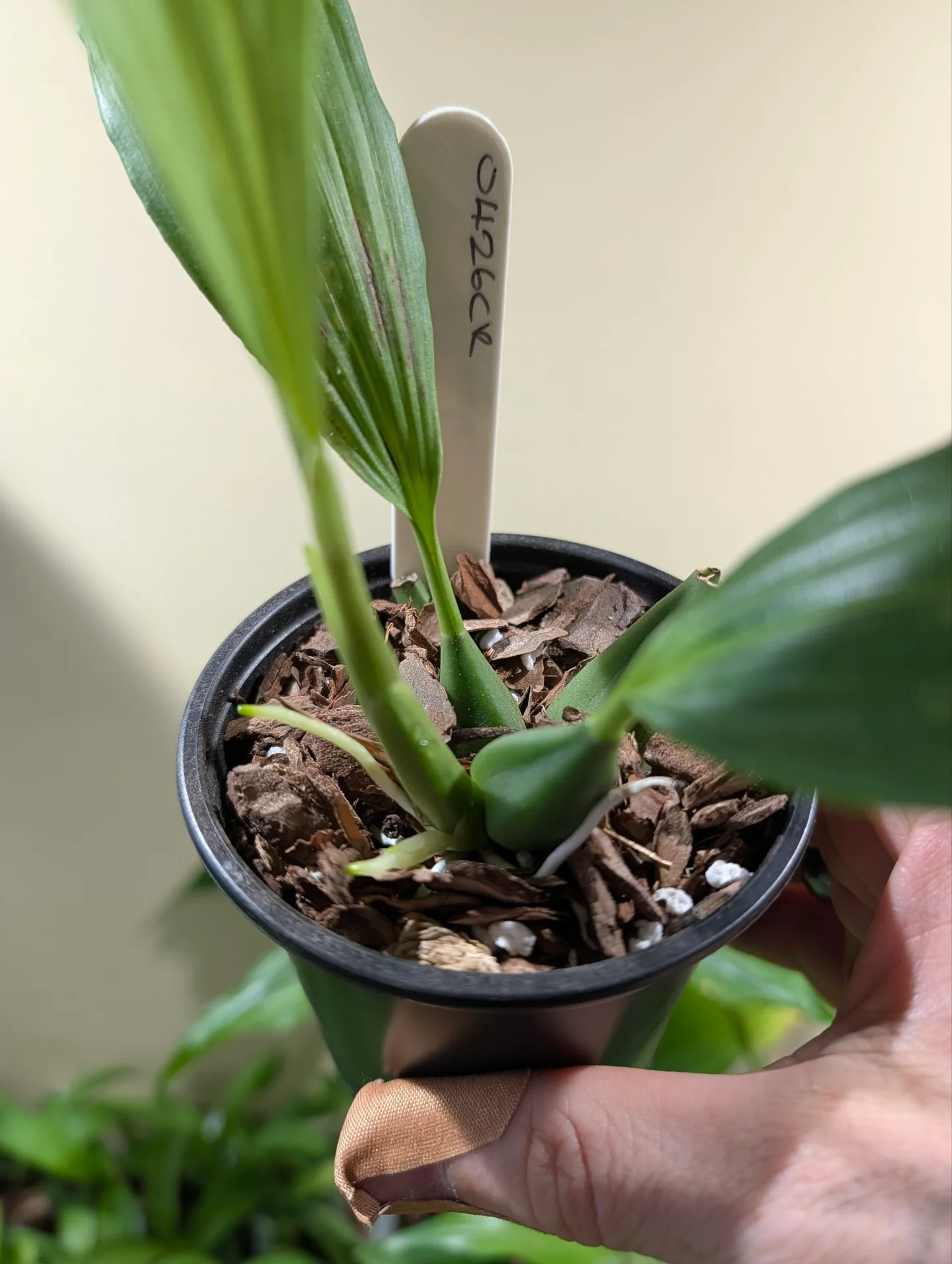 Coelogyne speciosa 'Pete Ashmole' - Image 3