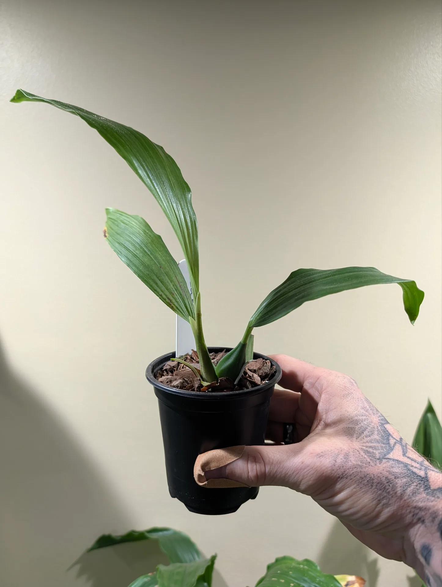 Coelogyne speciosa 'Pete Ashmole' - Image 2