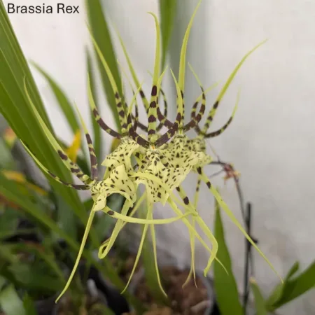 Brassia