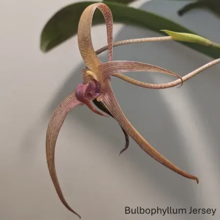 Bulbophyllum Jersey