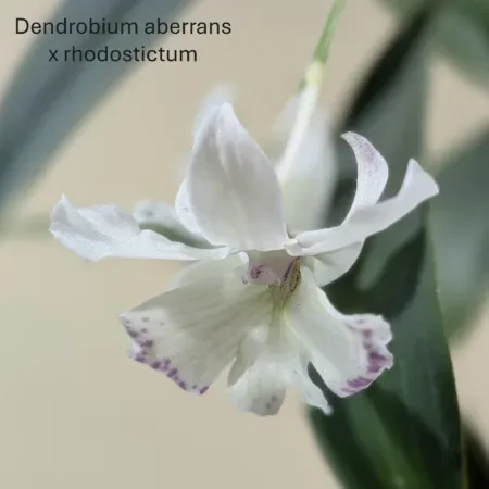 Dendrobium aberrans x rhodostictum