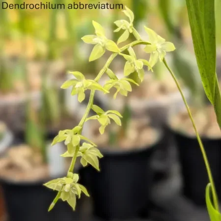 Dendrochilum abbreviatum