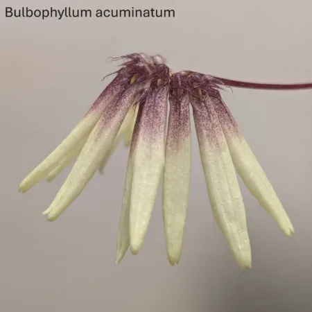 Bulbophyllum acuminatum