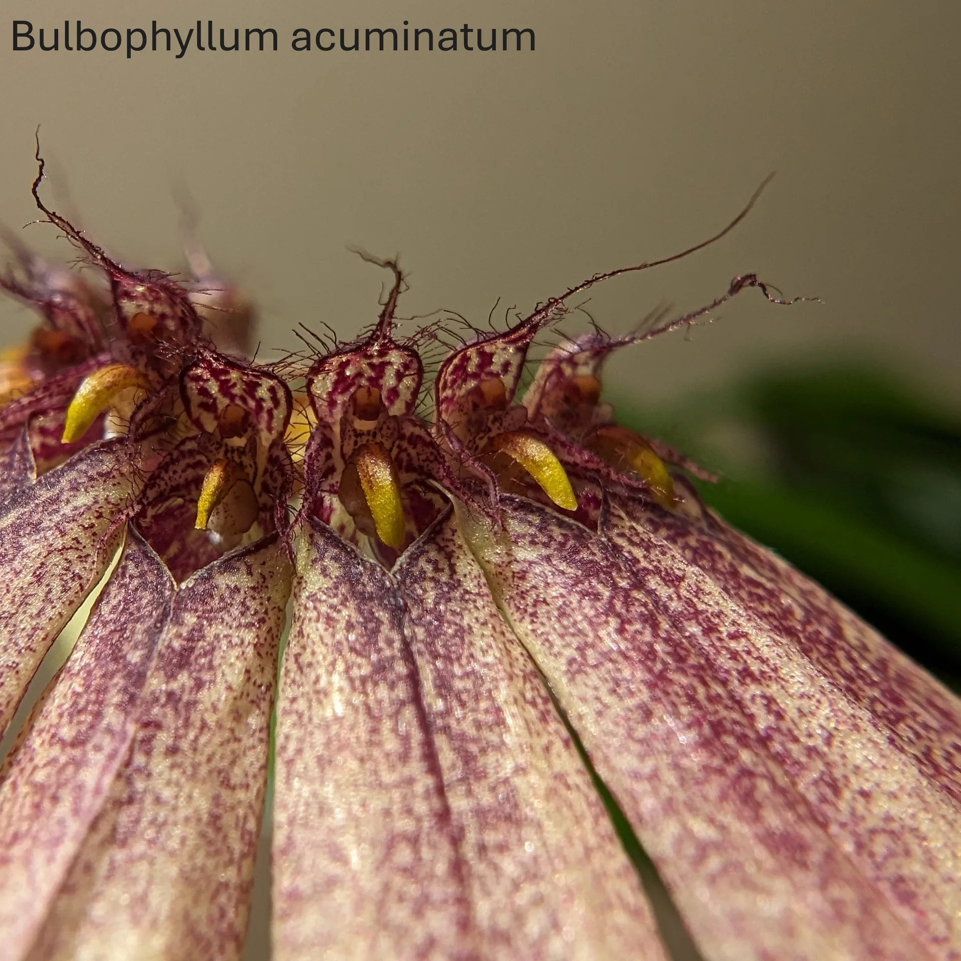 Bulbophyllum acuminatum - Image 5