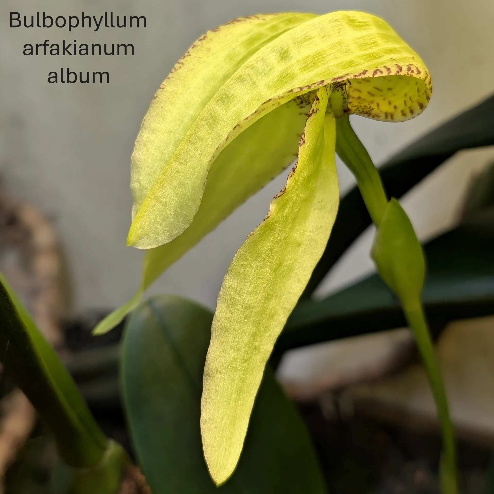 Bulbophyllum arfakianum album