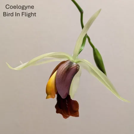 Coelogyne Bird In Flight
