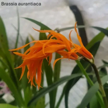 Brassia (Ada) aurantiaca
