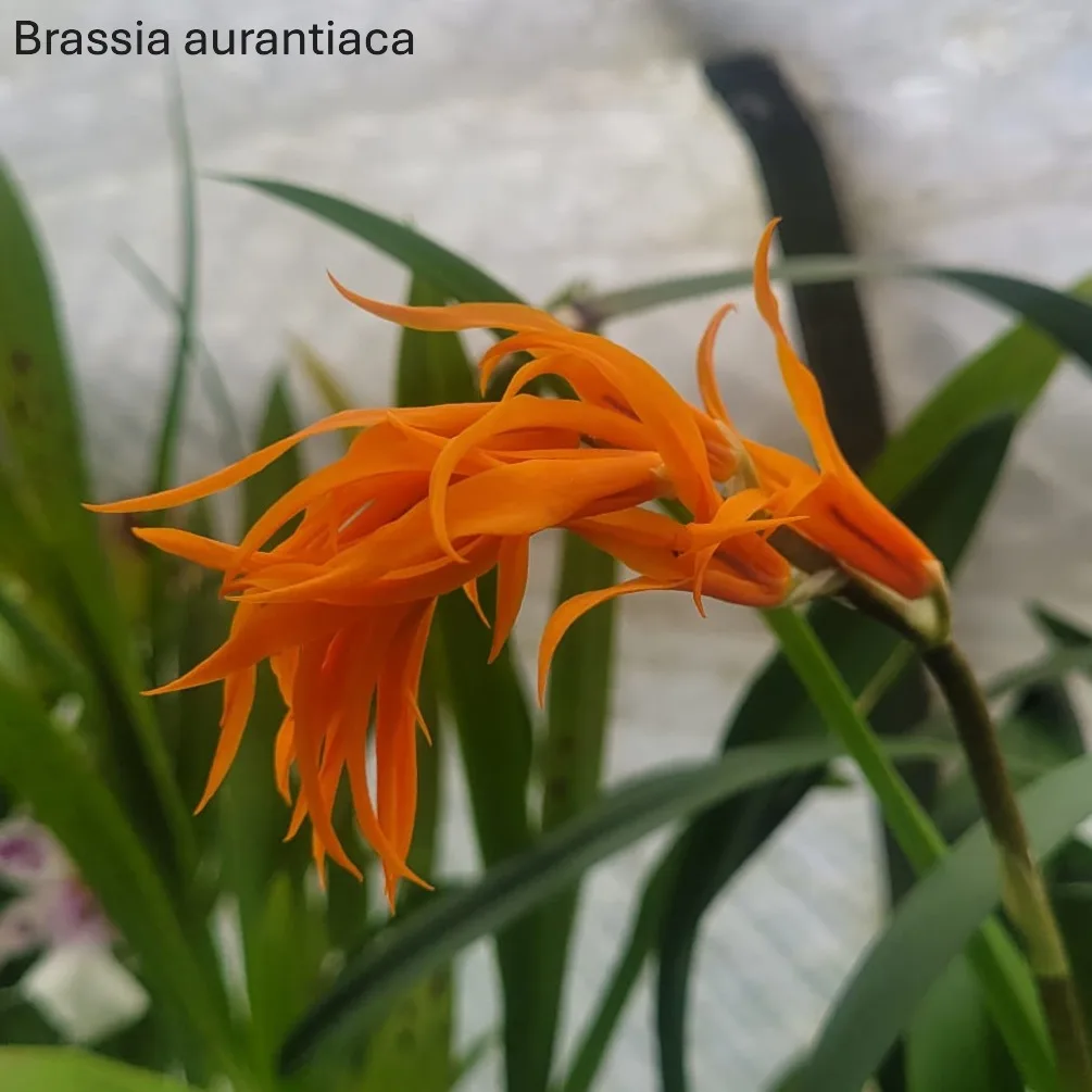 Brassia (Ada) aurantiaca