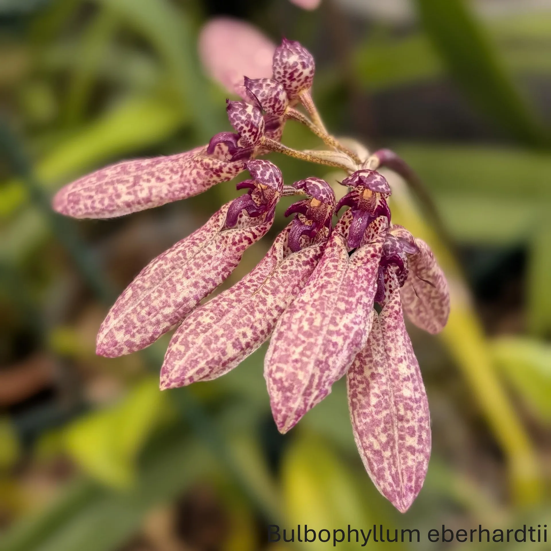 Bulbophyllum eberhardtii