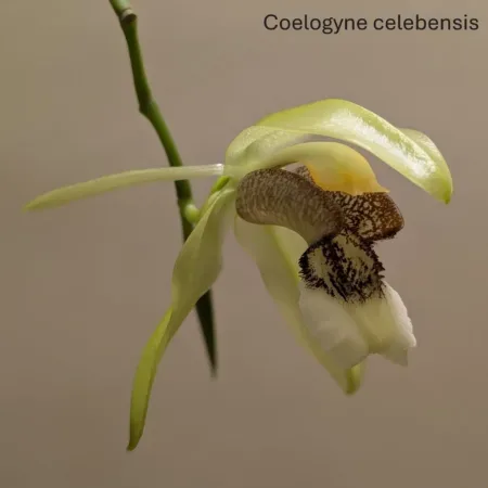 Coelogyne celebensis