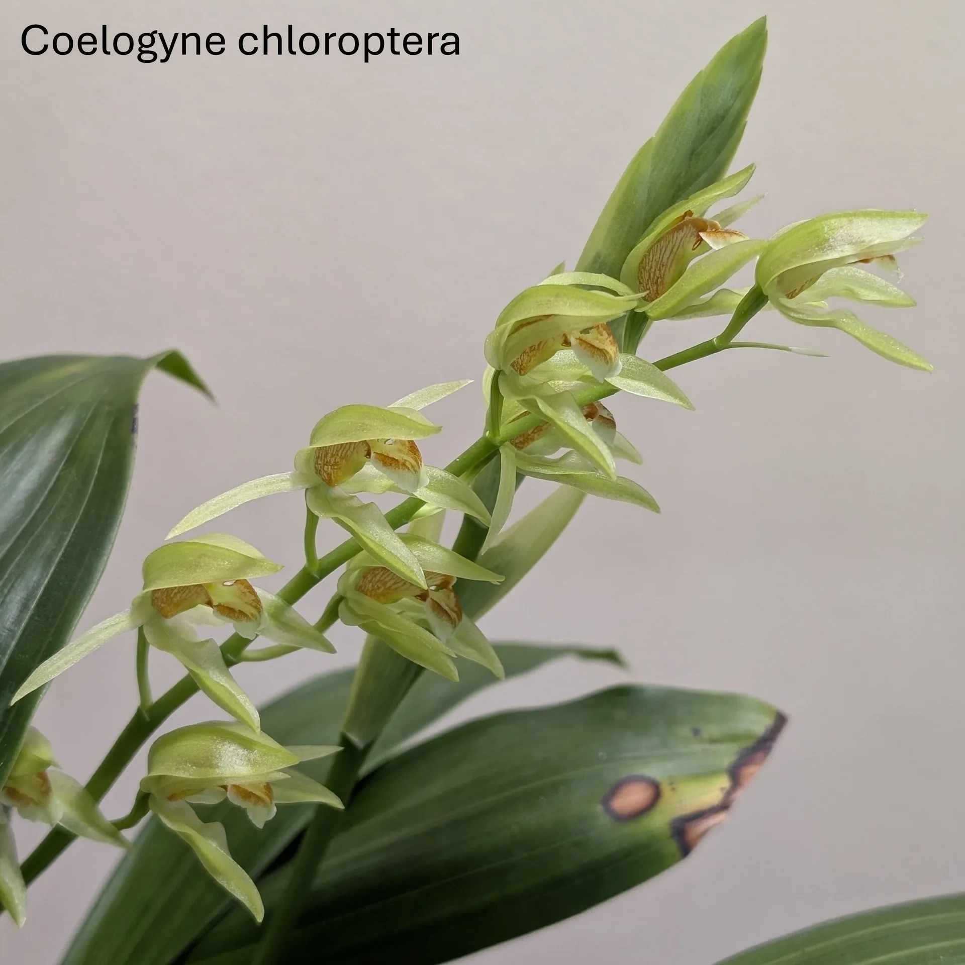 Coelogyne chloroptera