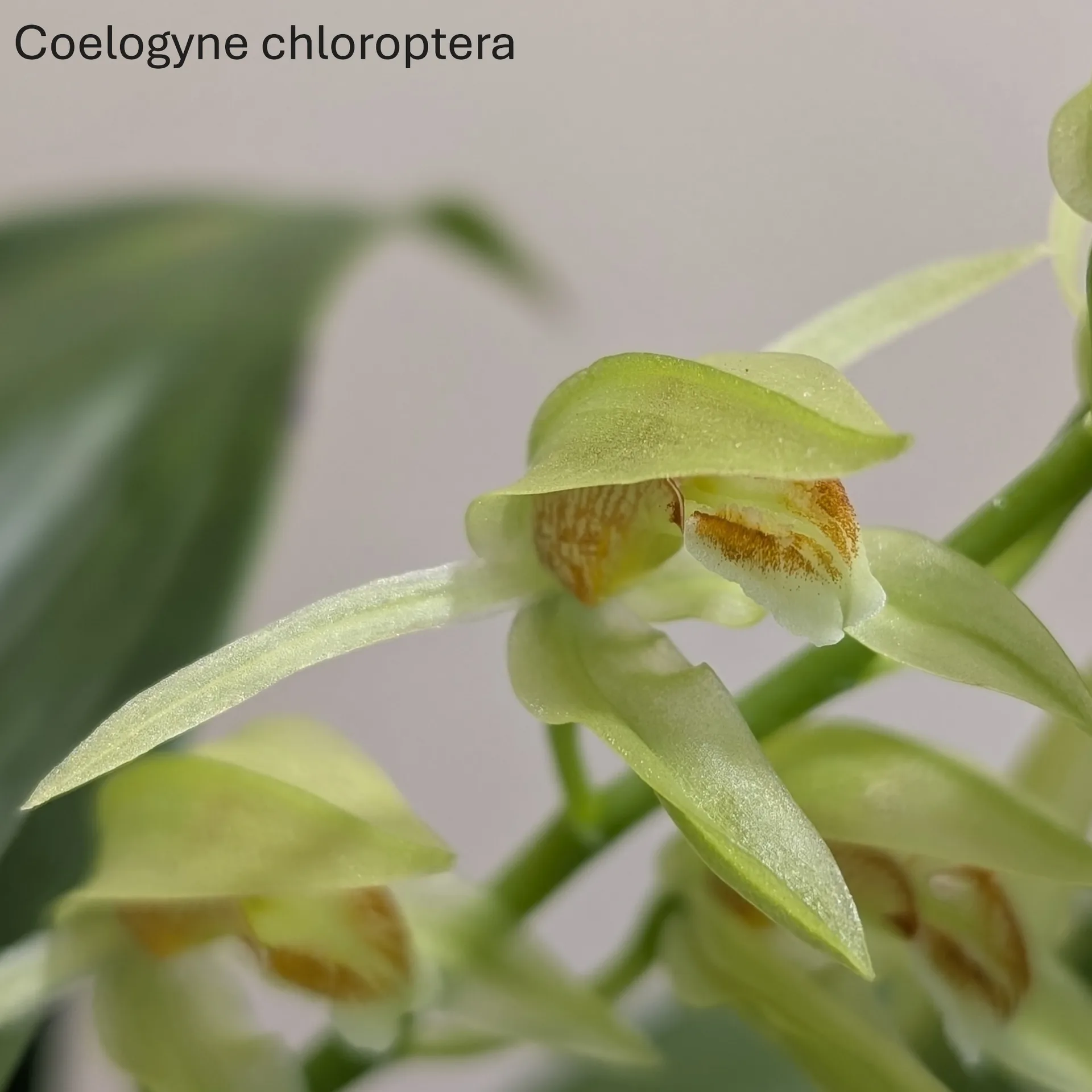 Coelogyne chloroptera - Image 5