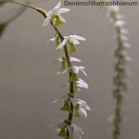 Dendrochilum cobbianum White 'Mcbeans'