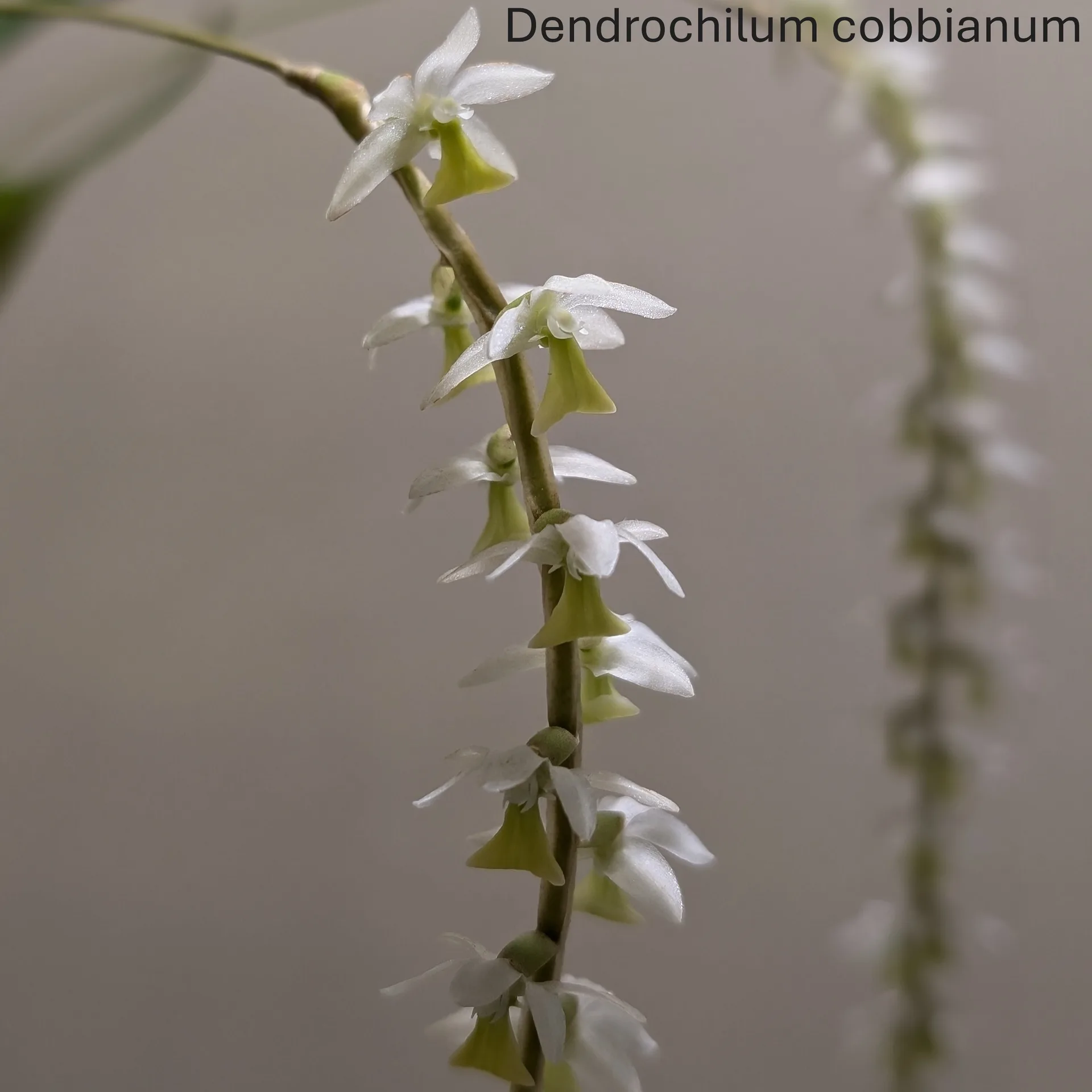 Dendrochilum cobbianum White 'Mcbeans'