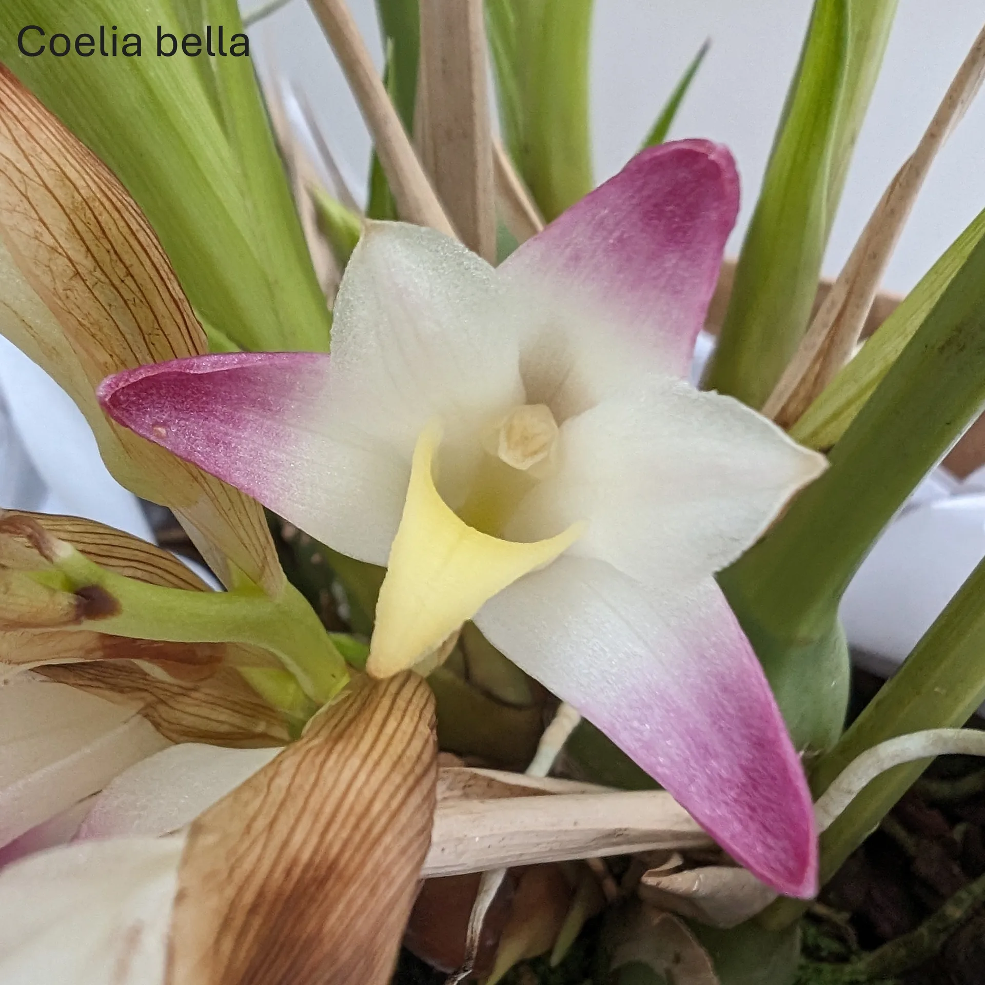 Coelia bella - Image 6