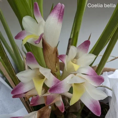 Coelia bella