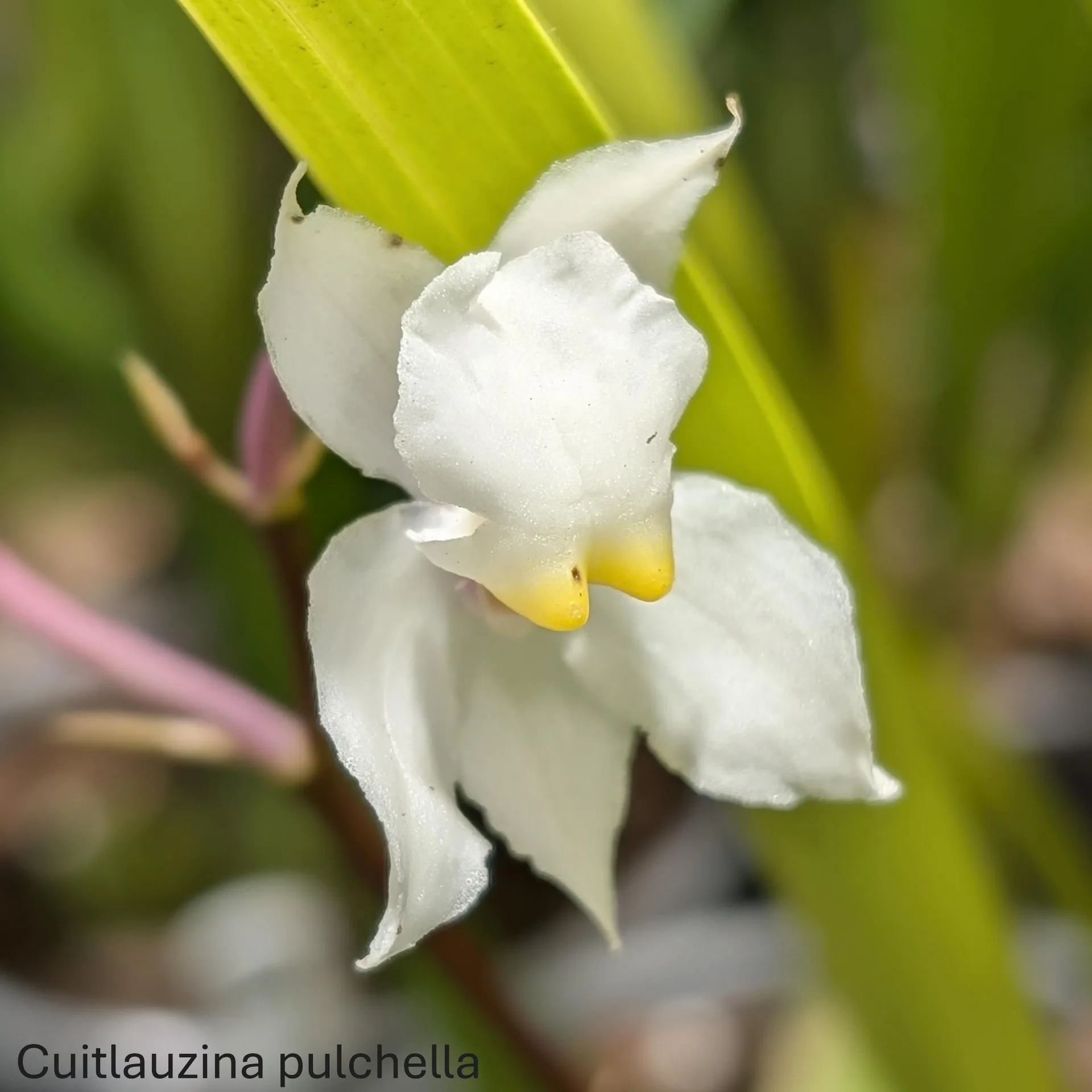 Cuitlauzina pulchella