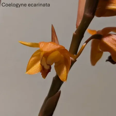 Coelogyne  ecarinata