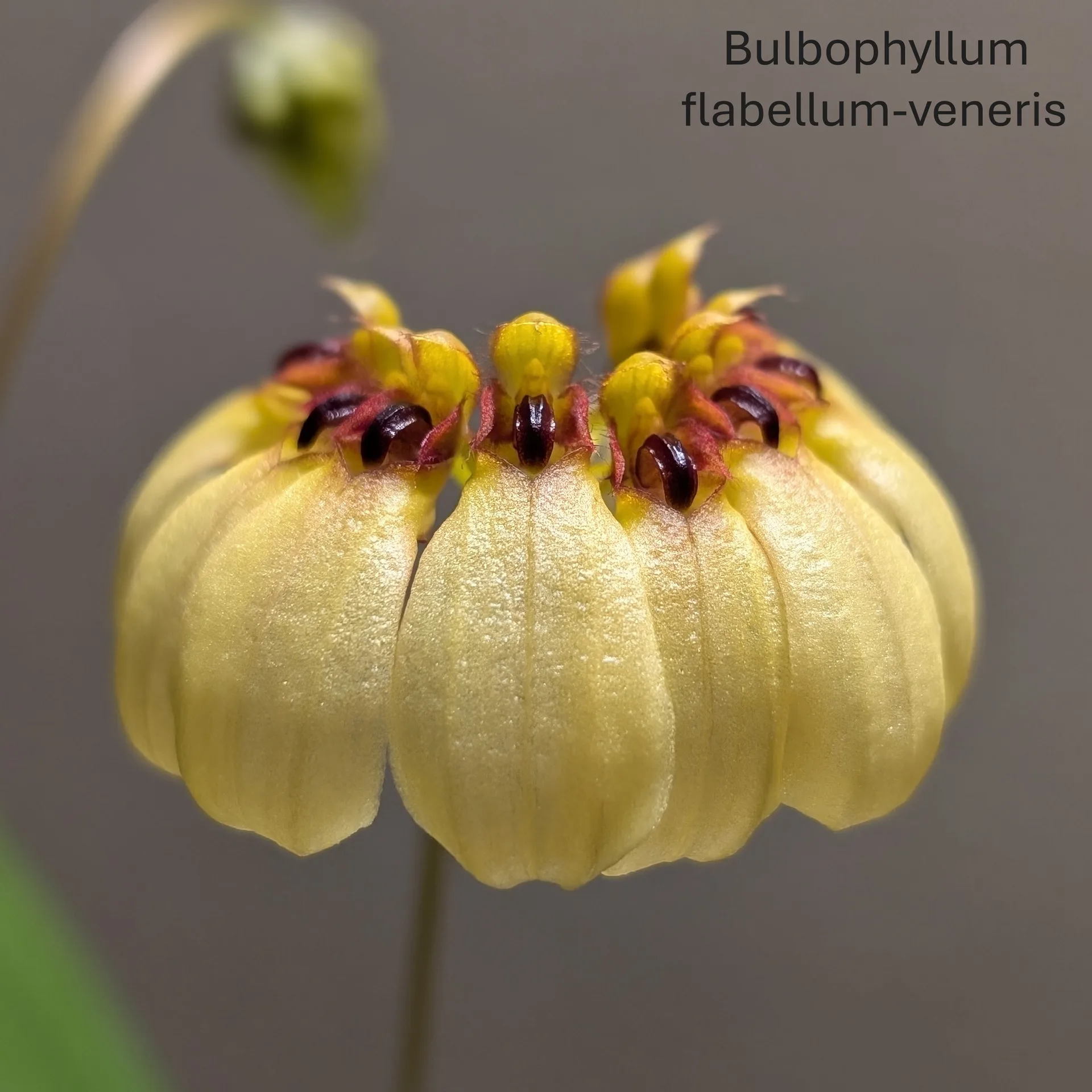 Bulbophyllum flabellum-veneris
