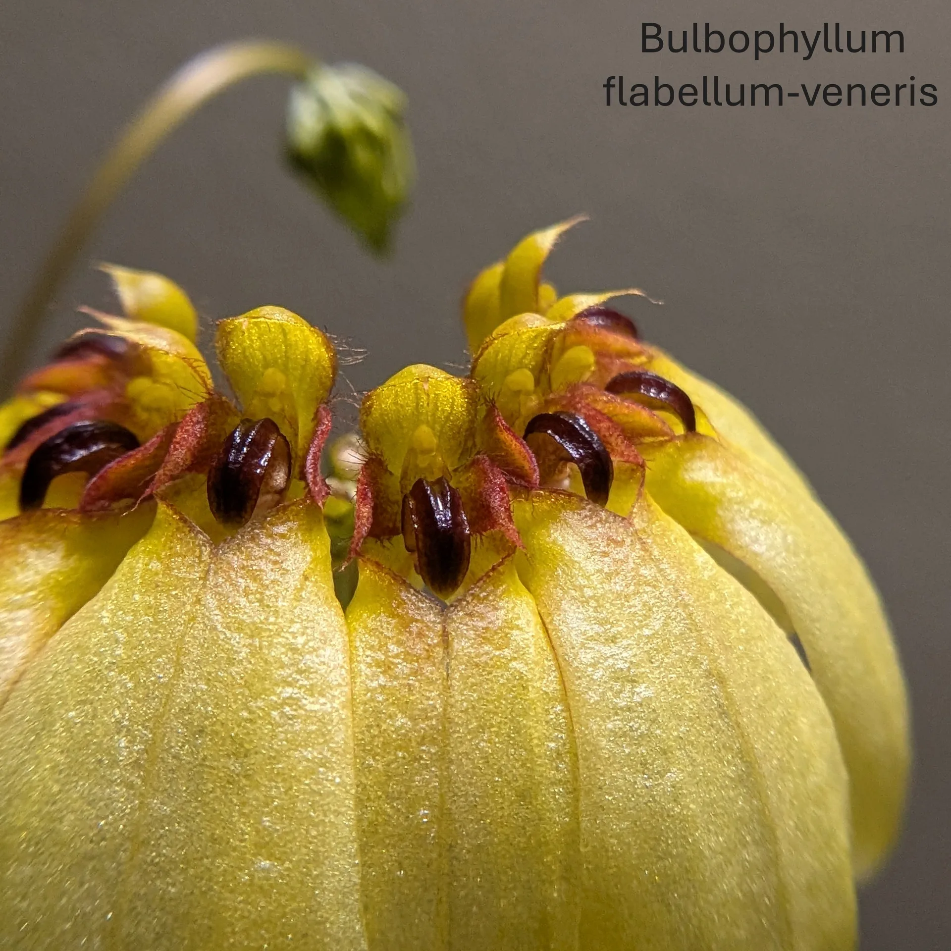 Bulbophyllum flabellum-veneris - Image 5