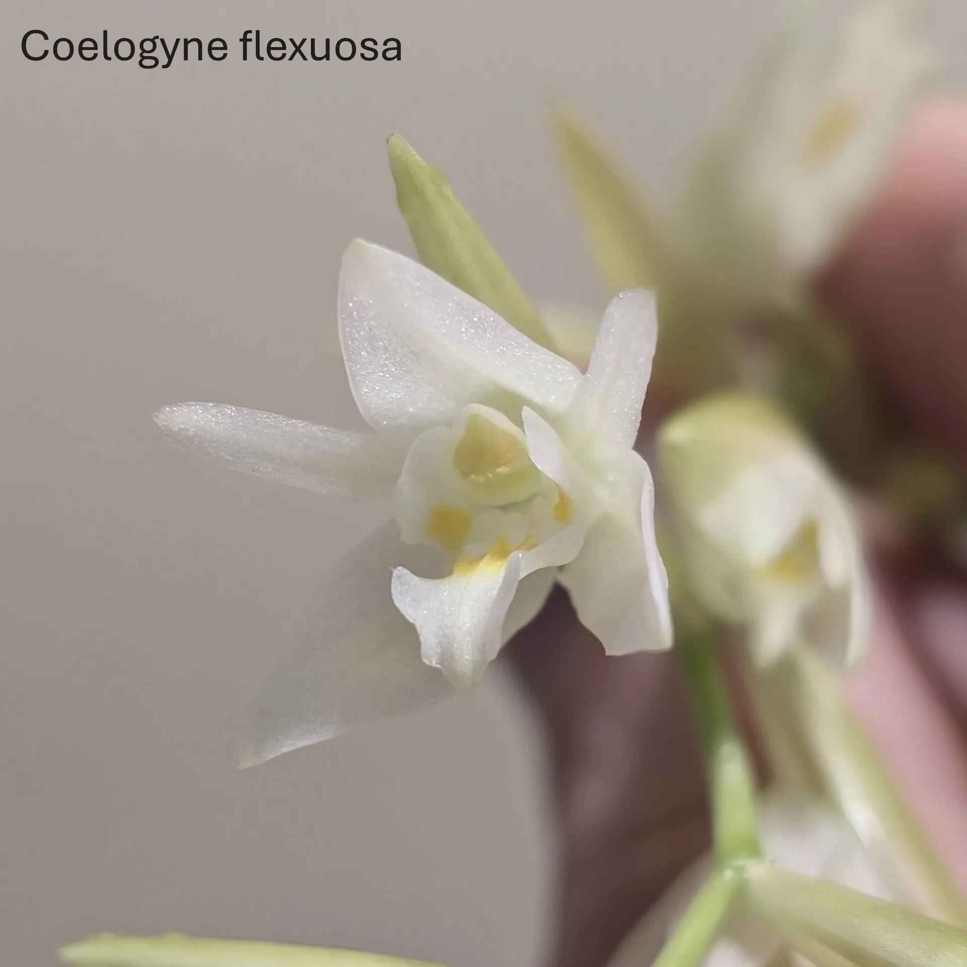 Coelogyne flexuosa
