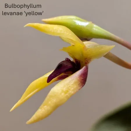 Bulbophyllum levanae 'Yellow'