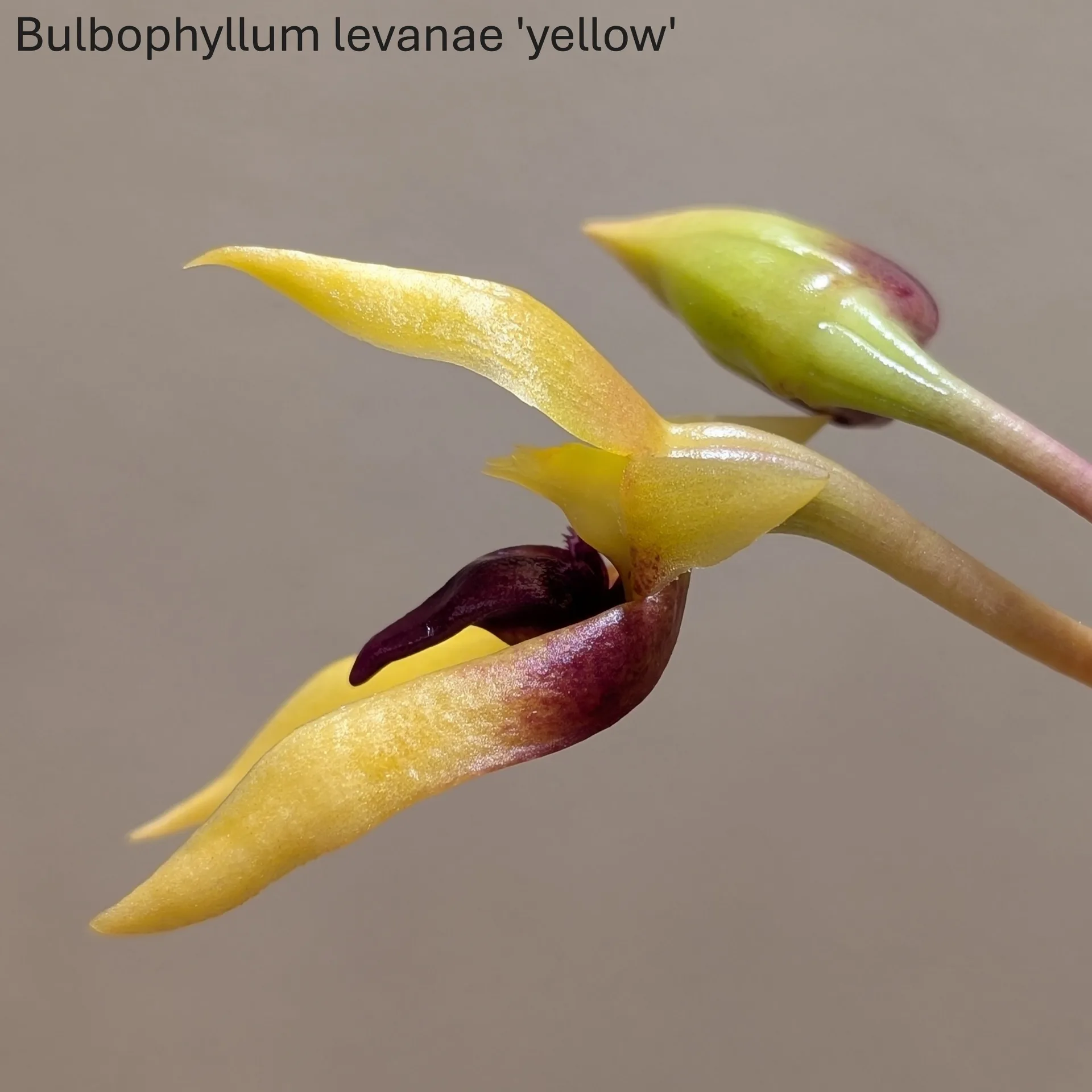 Bulbophyllum levanae 'Yellow' - Image 5