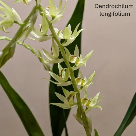Dendrochilum longifolium